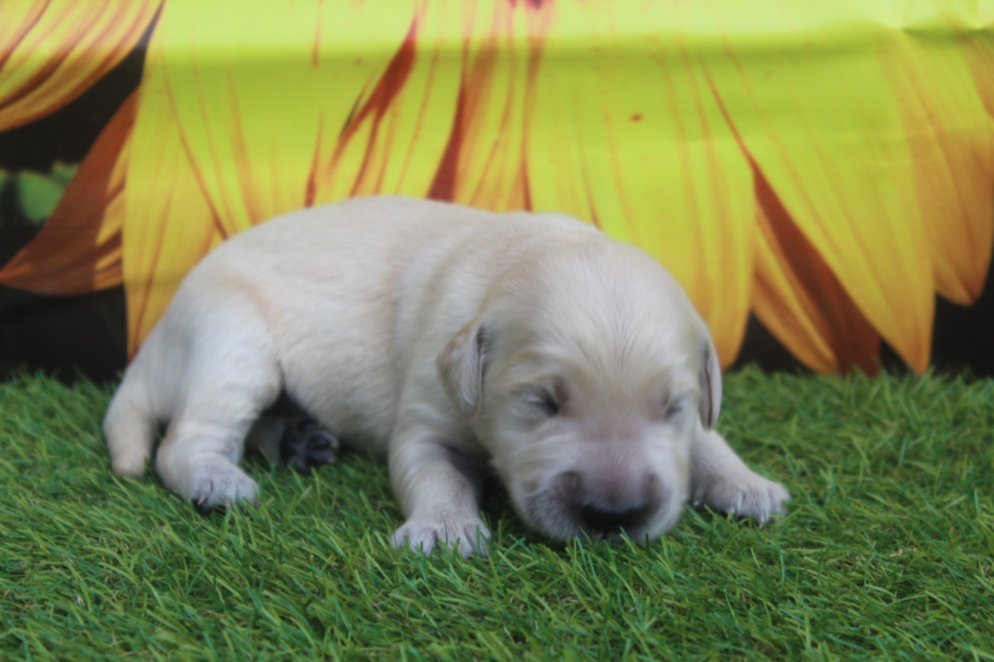 of caniland's dream - Chiots disponibles - Golden Retriever