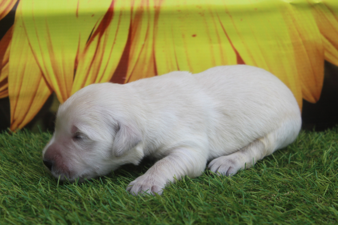 of caniland's dream - Chiots disponibles - Golden Retriever