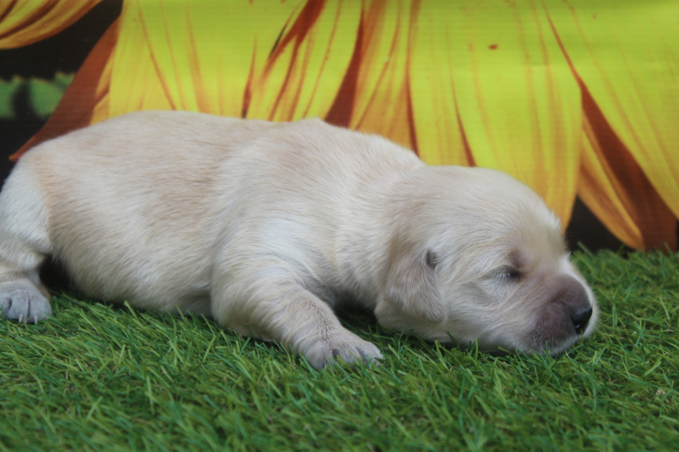 of caniland's dream - Chiots disponibles - Golden Retriever