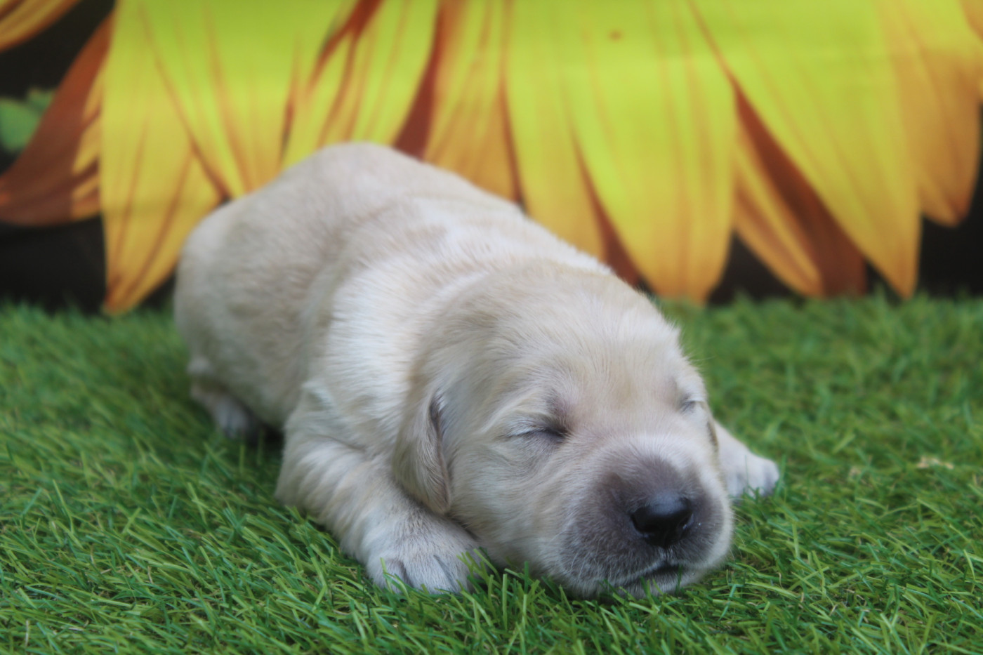 of caniland's dream - Chiots disponibles - Golden Retriever