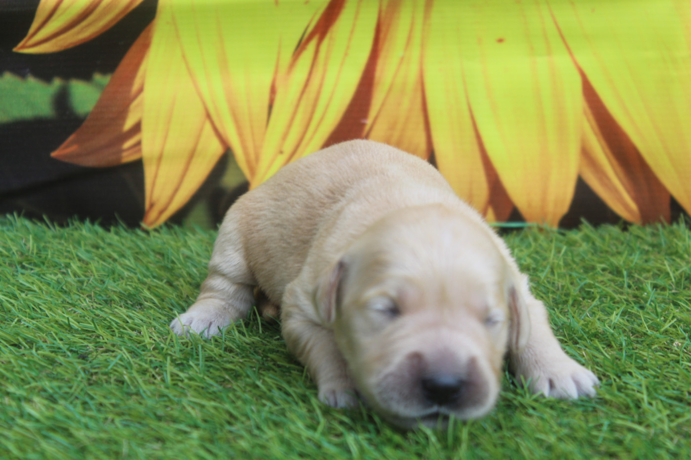 of caniland's dream - Chiots disponibles - Golden Retriever