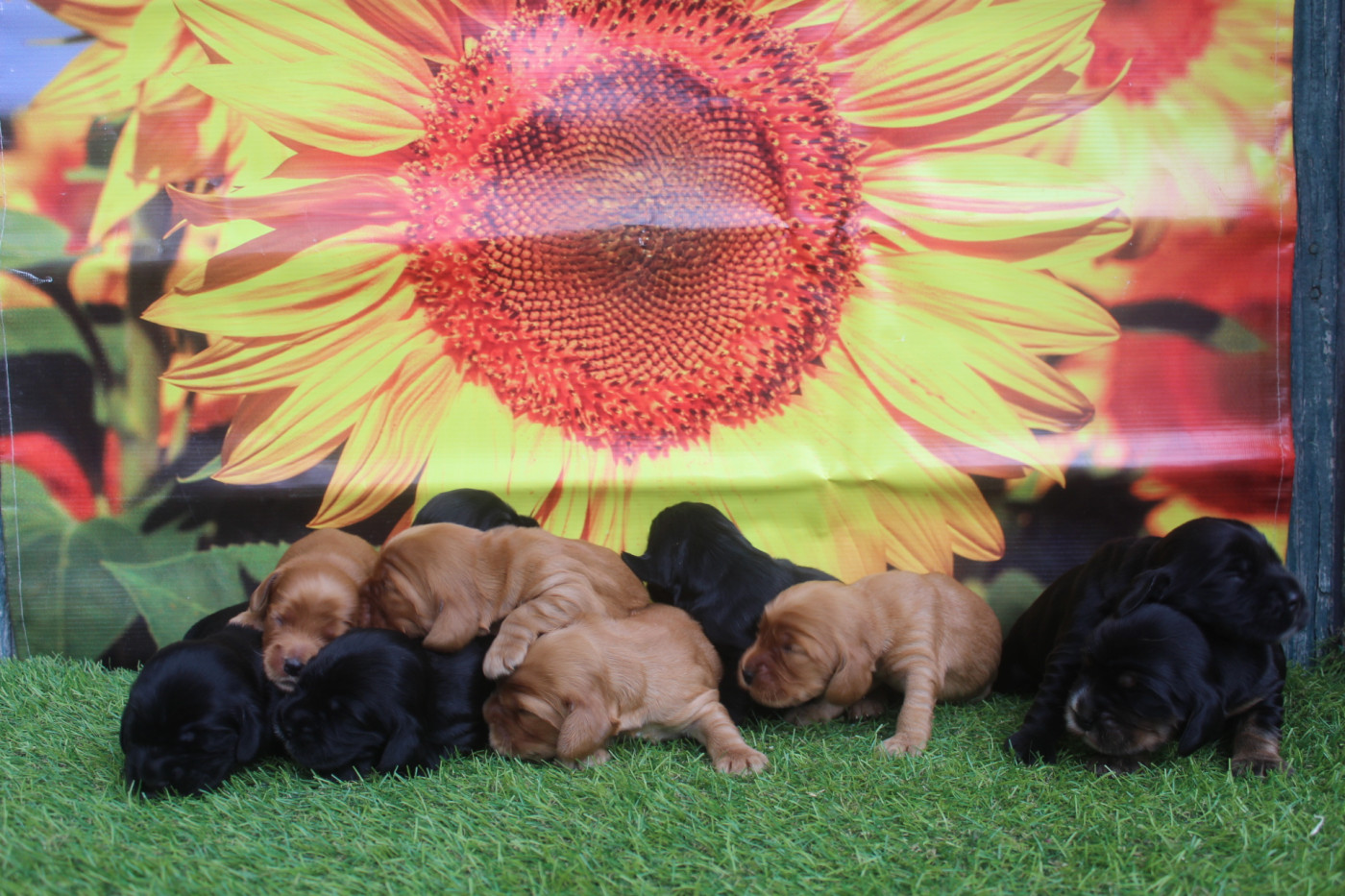 Chiot Cocker Spaniel Anglais of caniland's dream