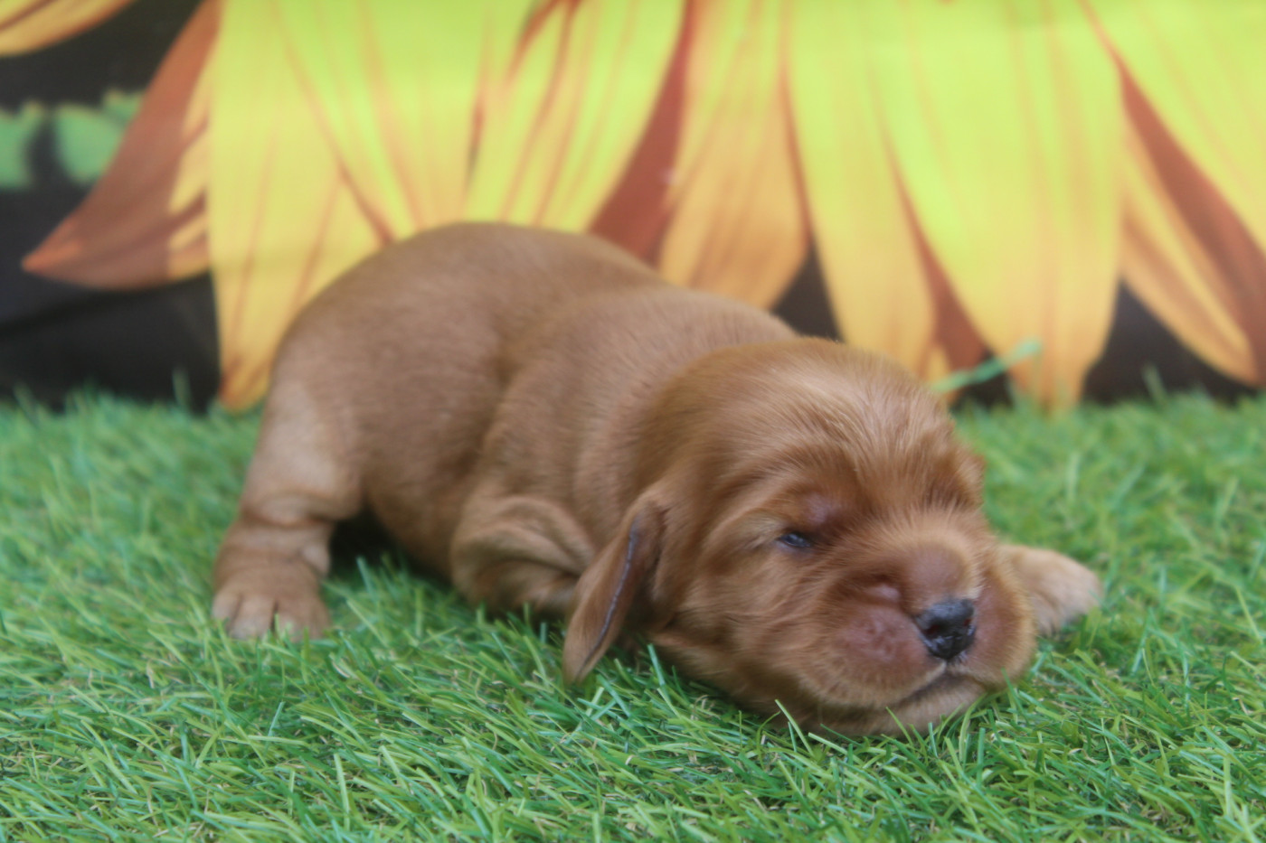of caniland's dream - Chiots disponibles - Cocker Spaniel Anglais