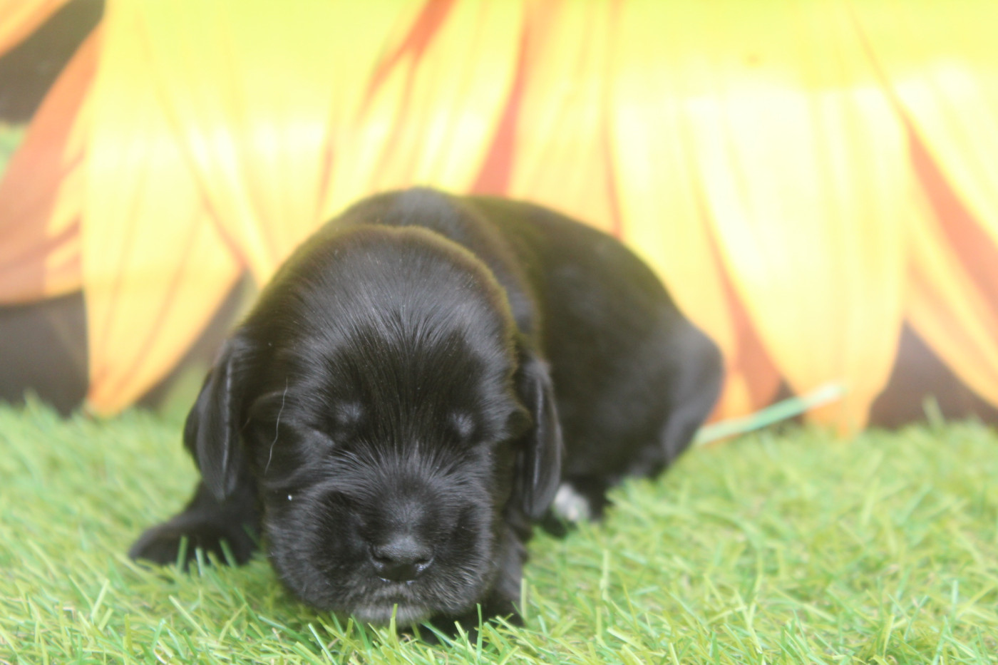 of caniland's dream - Chiots disponibles - Cocker Spaniel Anglais