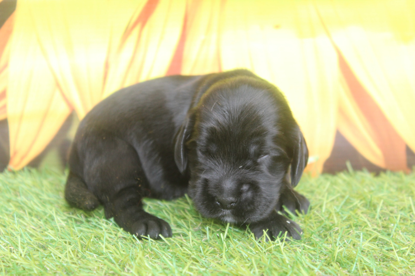 of caniland's dream - Chiots disponibles - Cocker Spaniel Anglais