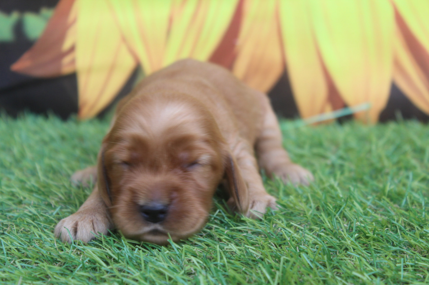 of caniland's dream - Chiots disponibles - Cocker Spaniel Anglais