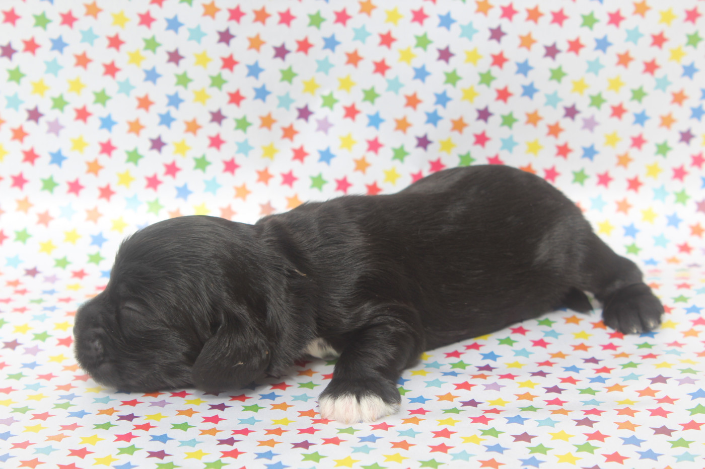 of caniland's dream - Chiots disponibles - American Cocker Spaniel
