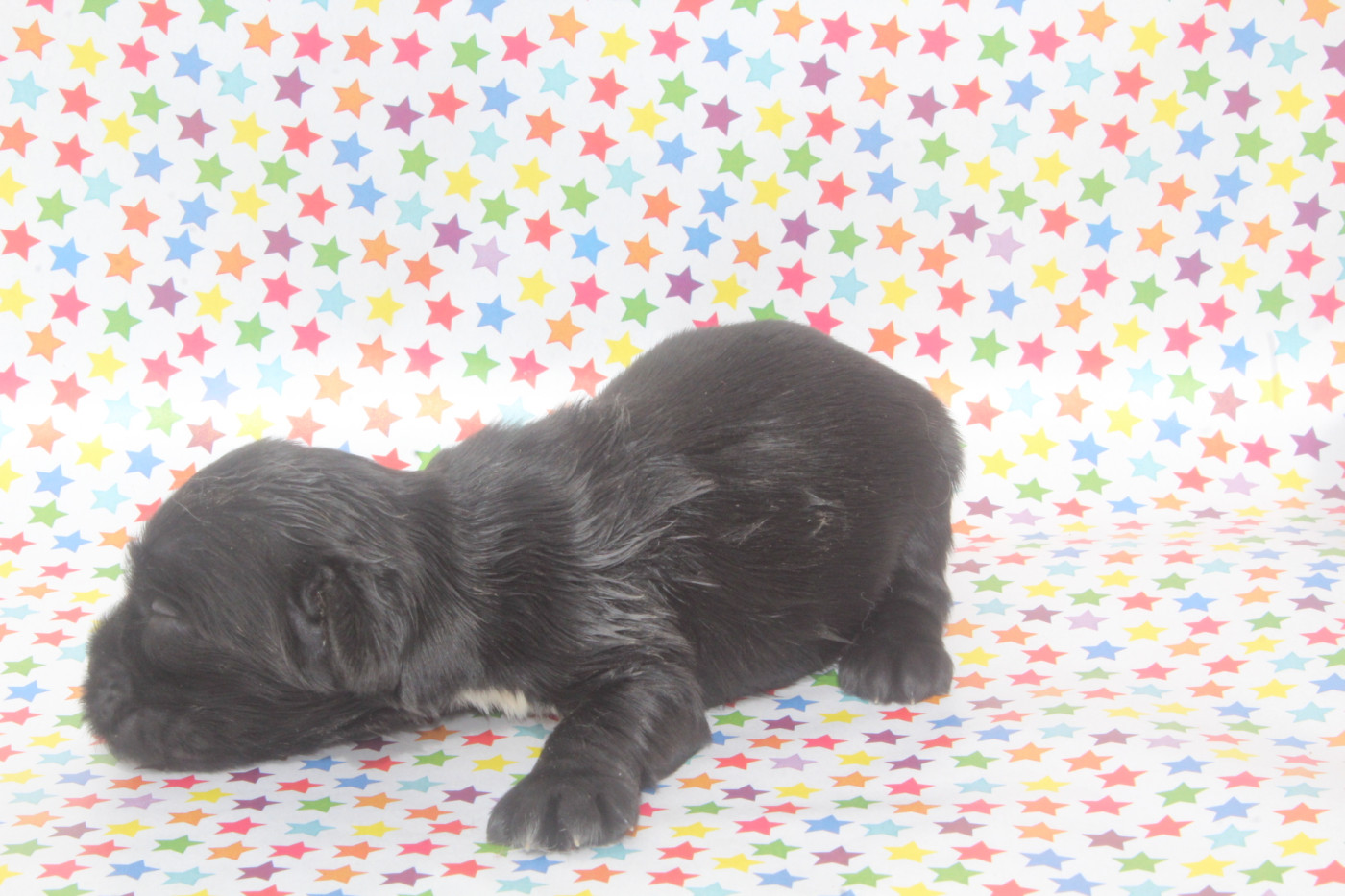 of caniland's dream - Chiots disponibles - American Cocker Spaniel