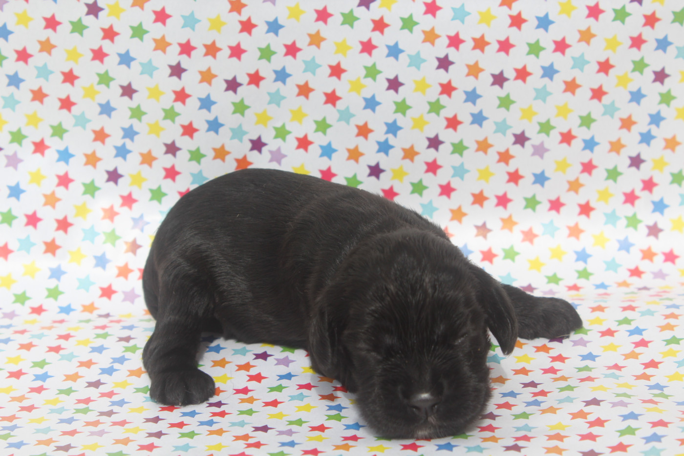 of caniland's dream - Chiots disponibles - American Cocker Spaniel
