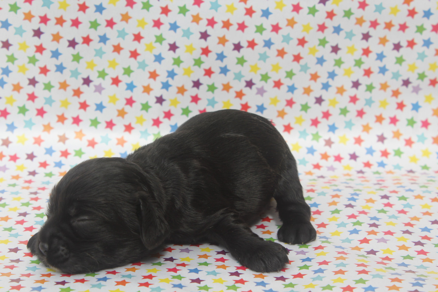 of caniland's dream - Chiots disponibles - American Cocker Spaniel