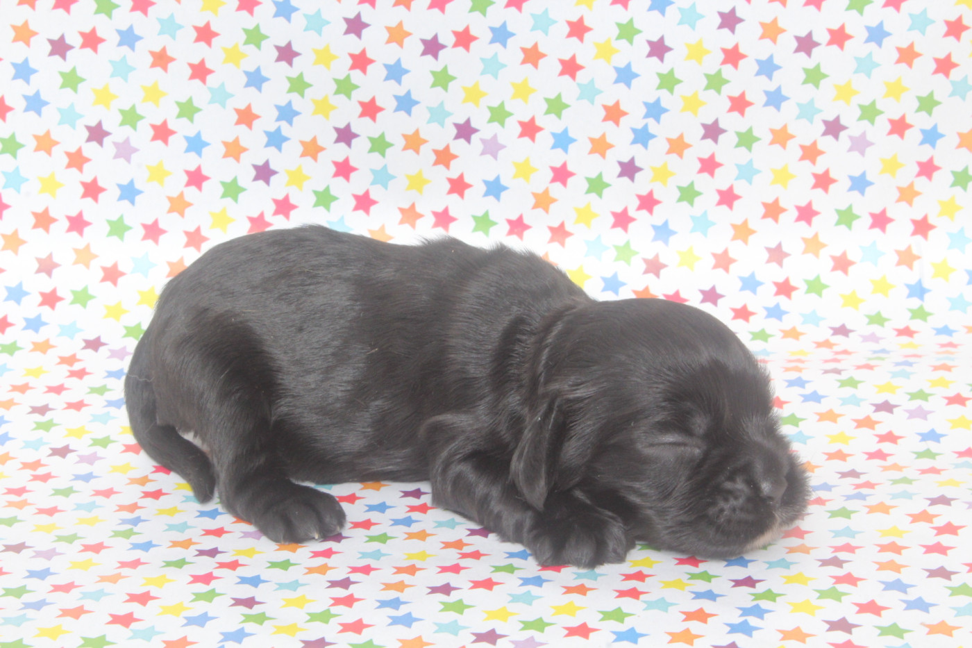 of caniland's dream - Chiots disponibles - American Cocker Spaniel
