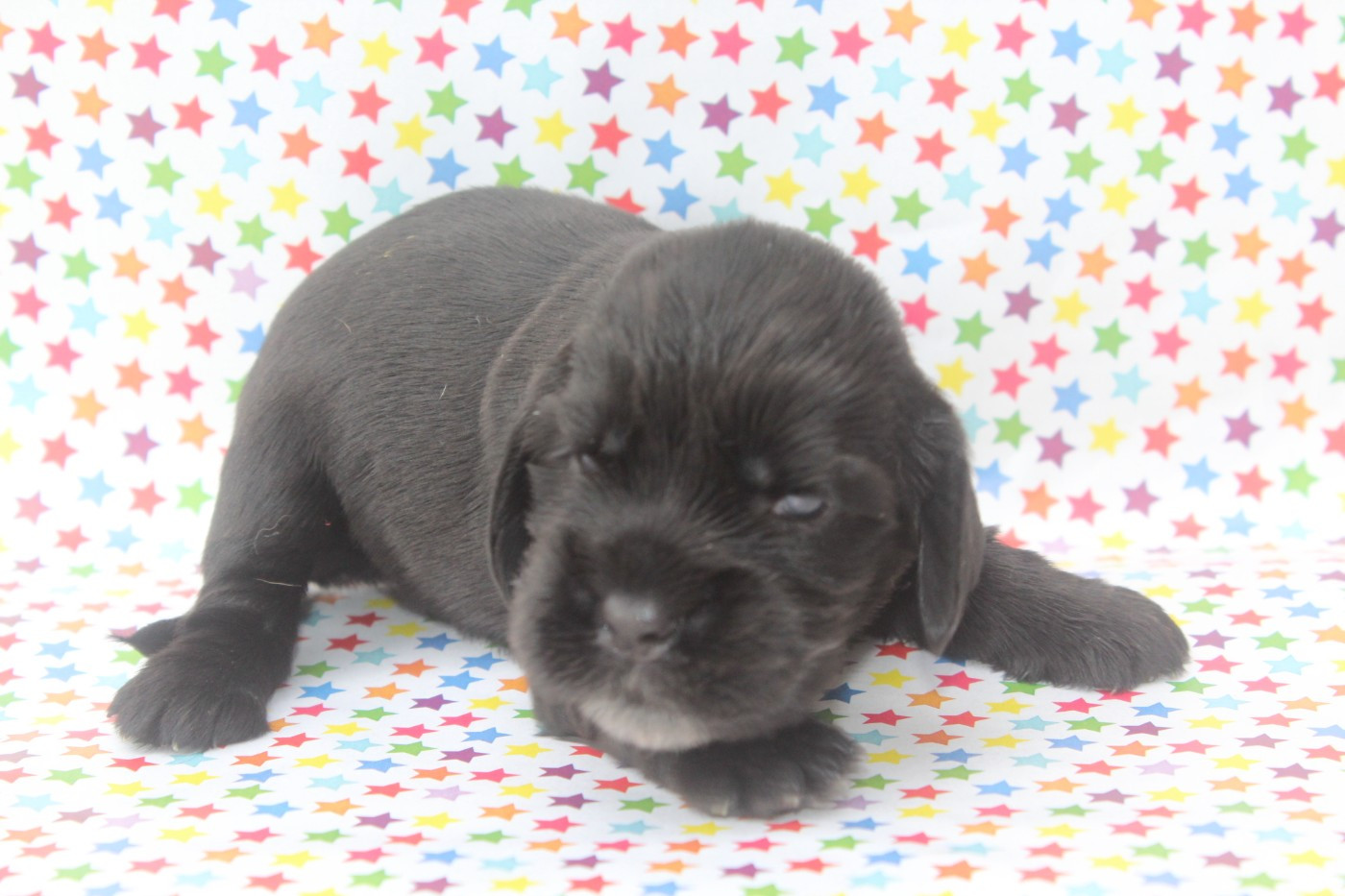 of caniland's dream - Chiots disponibles - Cocker Spaniel Anglais