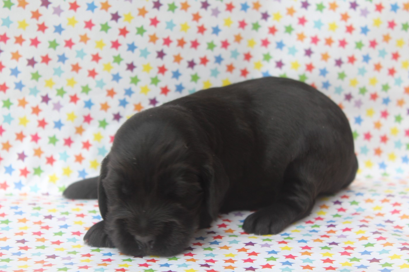 of caniland's dream - Chiots disponibles - Cocker Spaniel Anglais