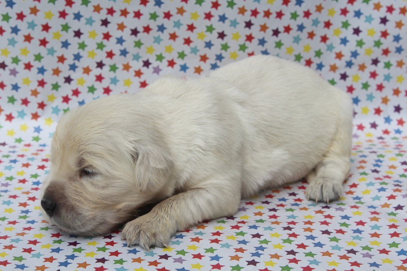 of caniland's dream - Chiots disponibles - Golden Retriever