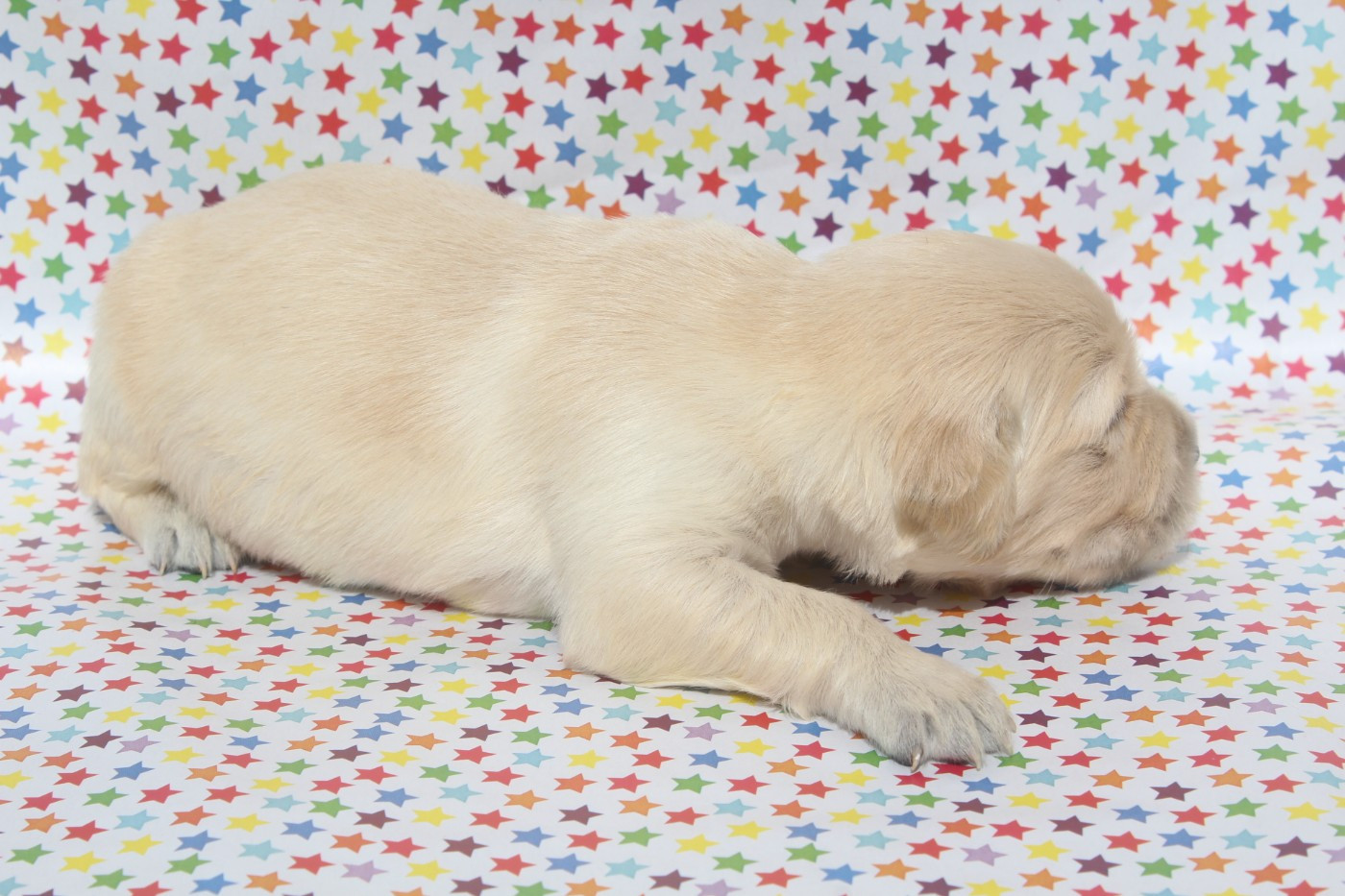 of caniland's dream - Chiots disponibles - Golden Retriever