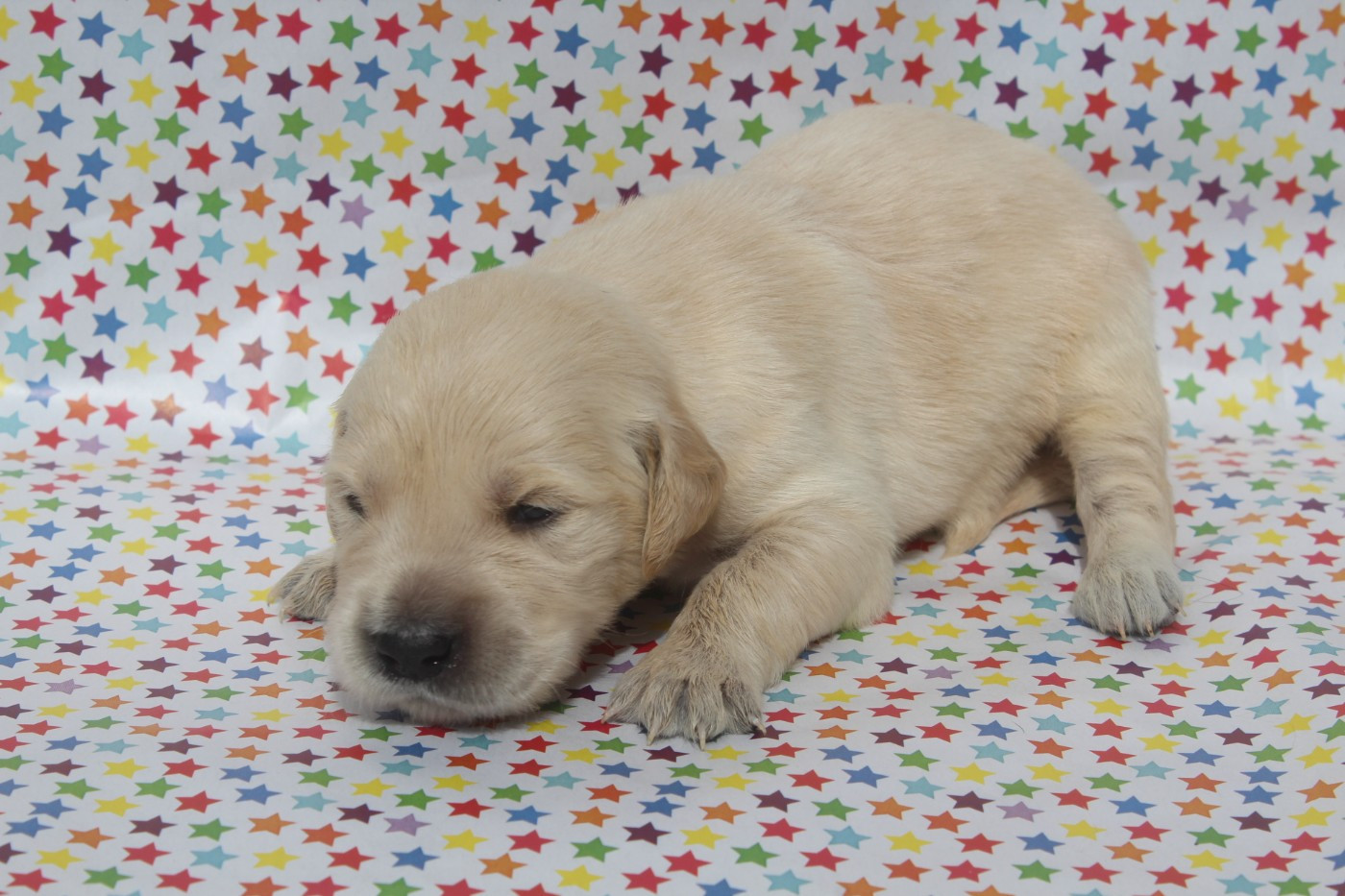 of caniland's dream - Chiots disponibles - Golden Retriever