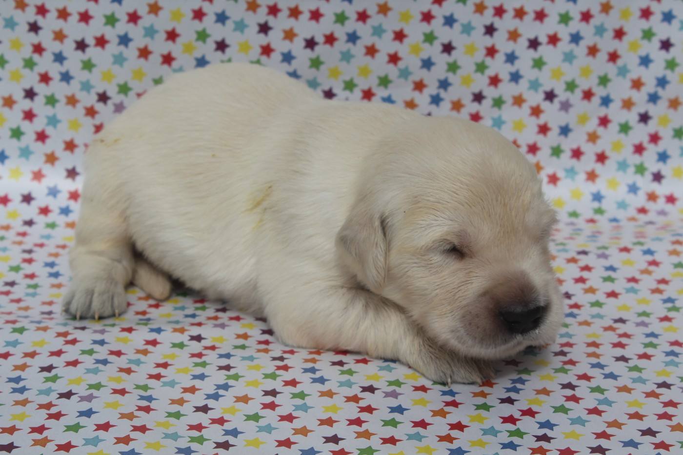 of caniland's dream - Chiots disponibles - Golden Retriever
