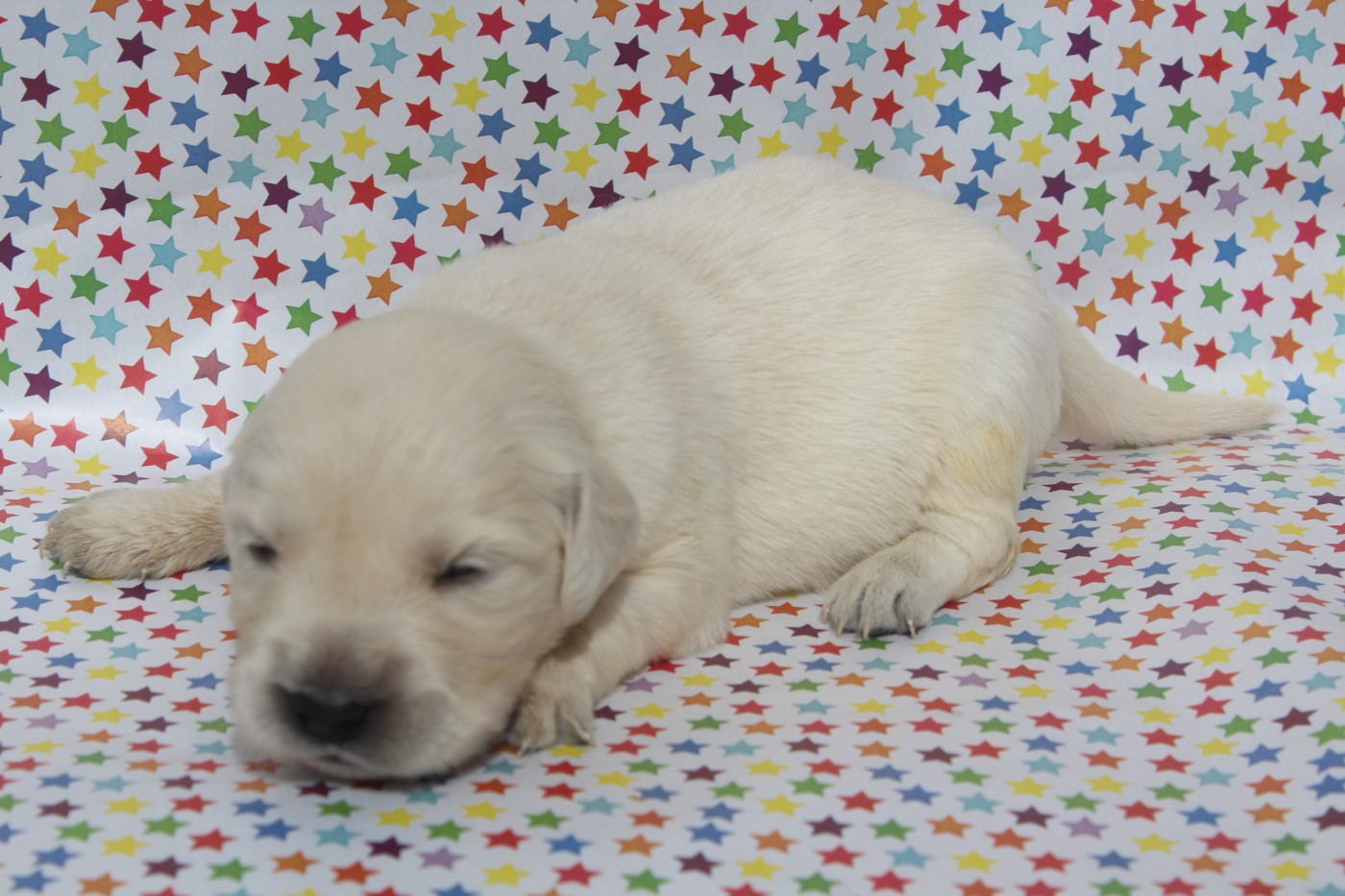 of caniland's dream - Chiots disponibles - Golden Retriever