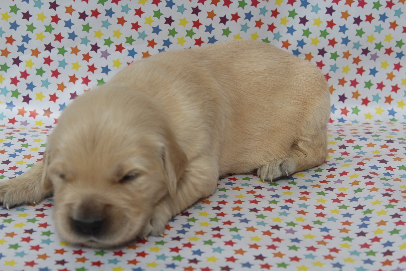of caniland's dream - Chiots disponibles - Golden Retriever