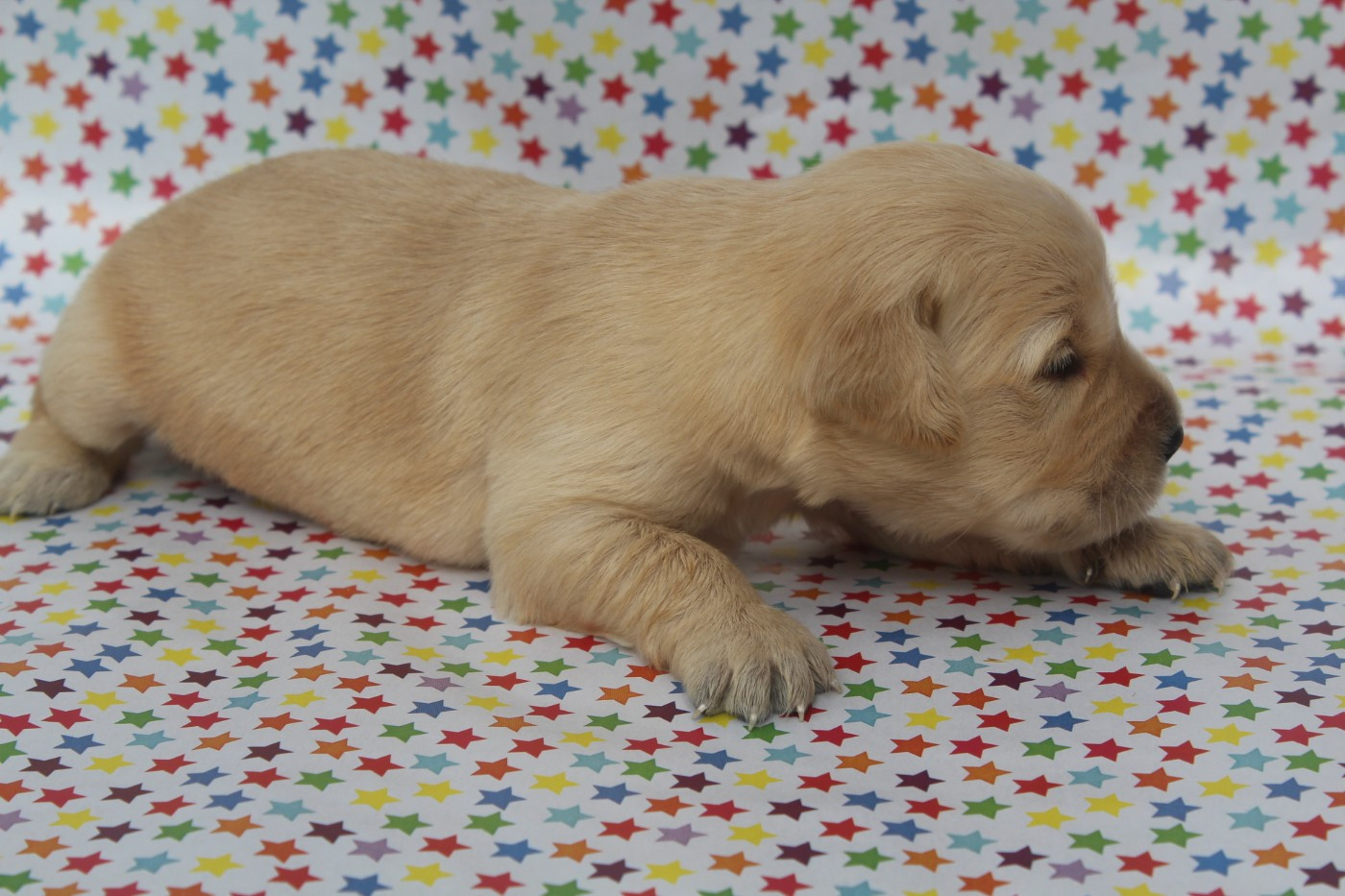 of caniland's dream - Chiots disponibles - Golden Retriever