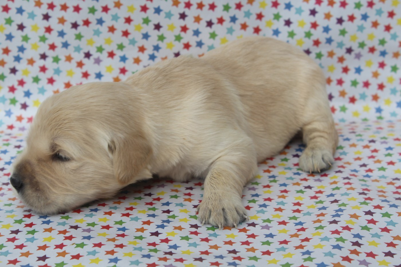 of caniland's dream - Chiots disponibles - Golden Retriever