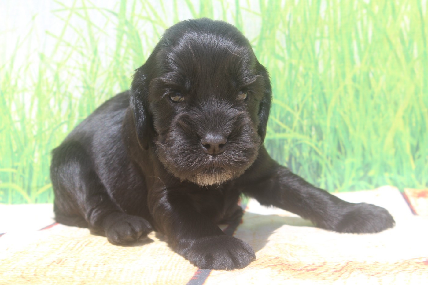 of caniland's dream - Chiots disponibles - Cocker Spaniel Anglais