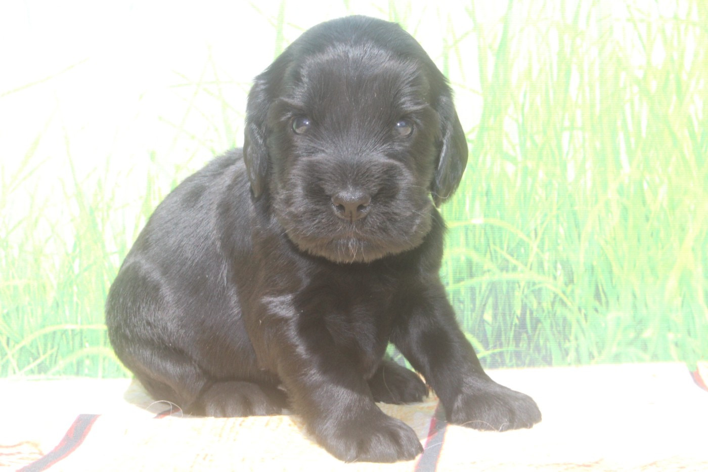 of caniland's dream - Chiots disponibles - Cocker Spaniel Anglais