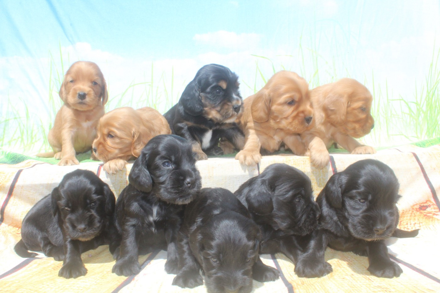 of caniland's dream - Cocker Spaniel Anglais - Portée née le 23/04/2026