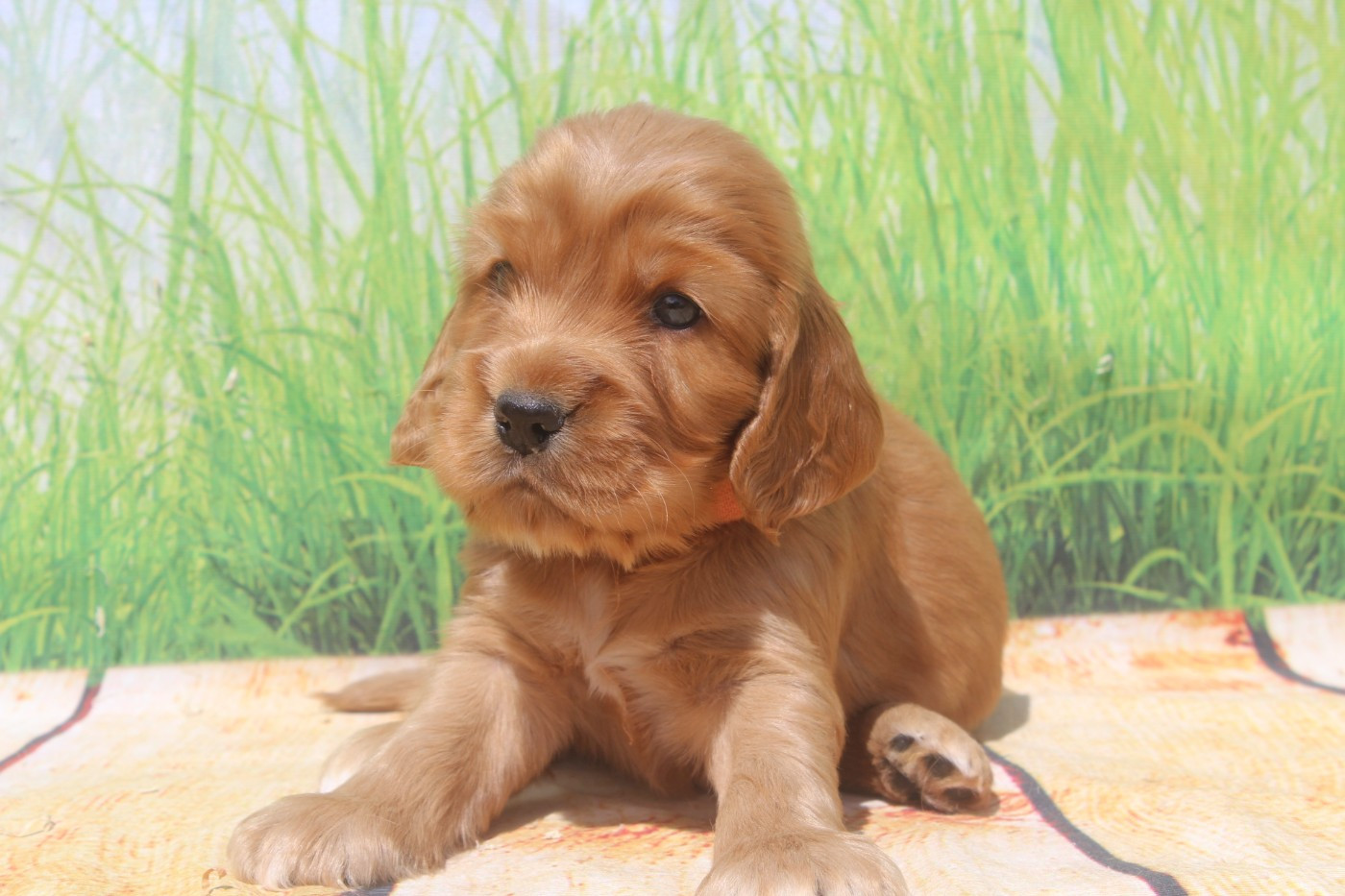 of caniland's dream - Chiots disponibles - Cocker Spaniel Anglais