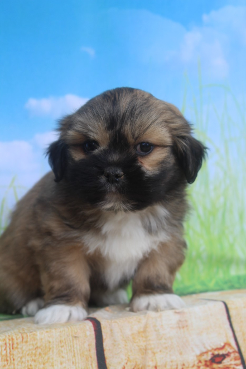 of caniland's dream - Chiots disponibles - Lhassa Apso