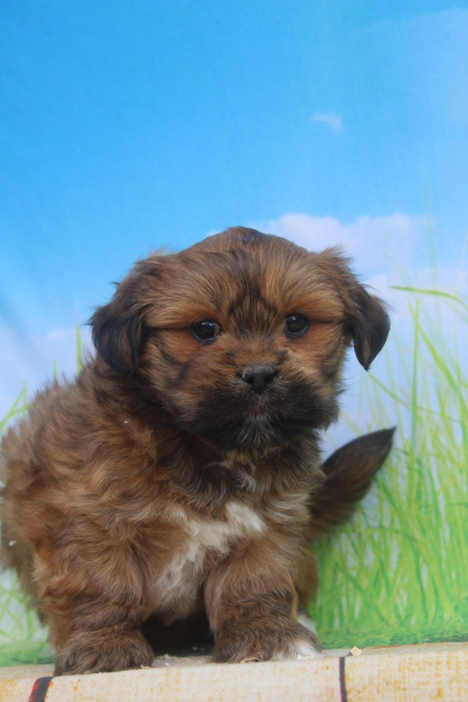of caniland's dream - Chiots disponibles - Lhassa Apso