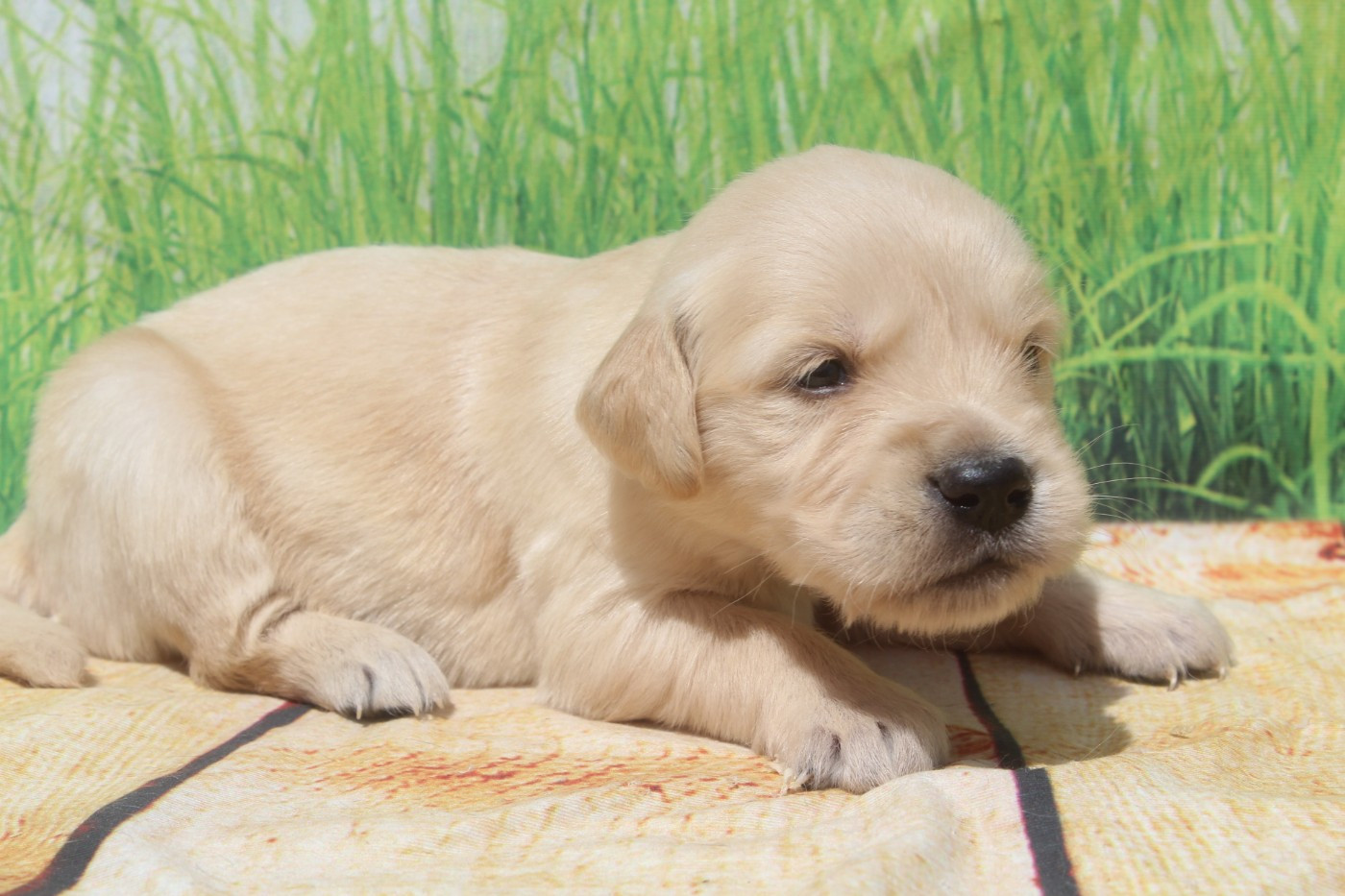 of caniland's dream - Chiots disponibles - Golden Retriever