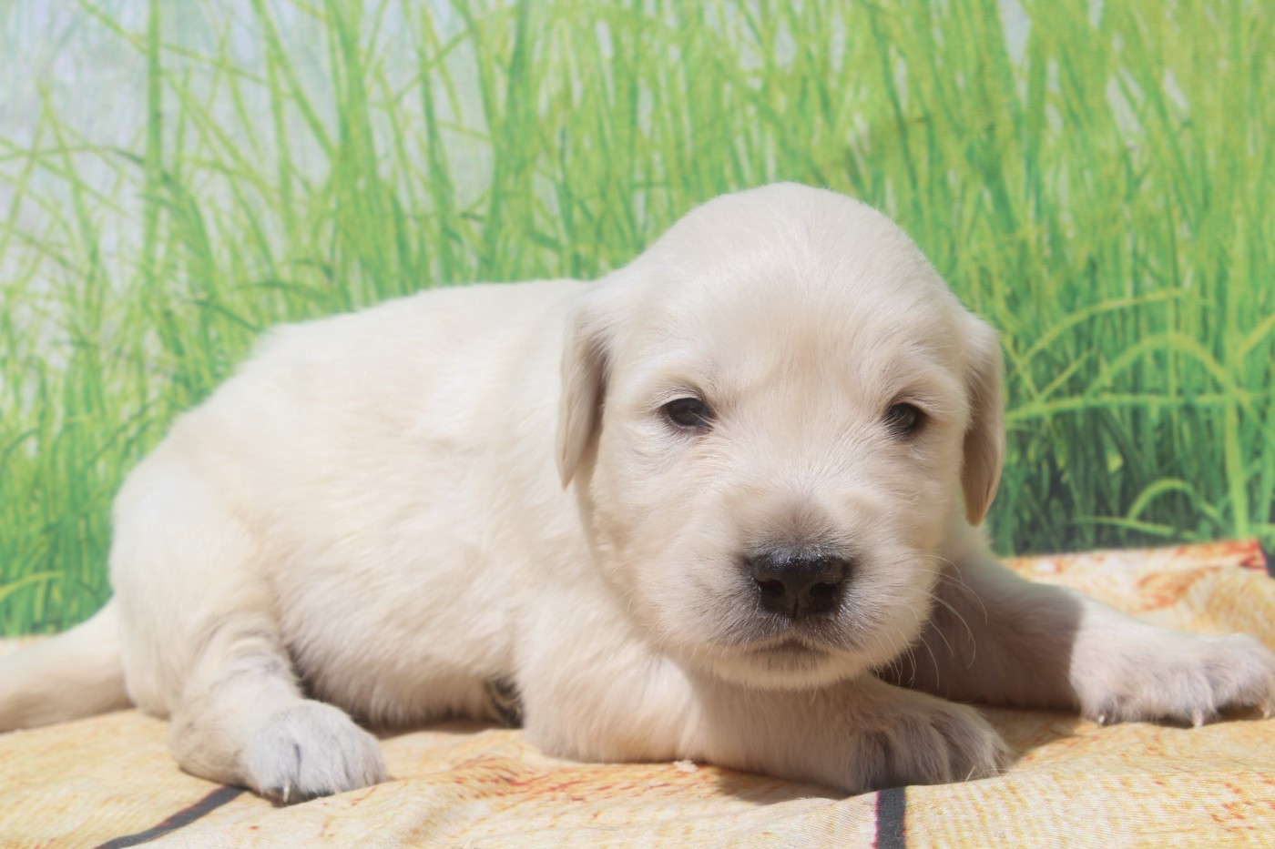 of caniland's dream - Chiots disponibles - Golden Retriever
