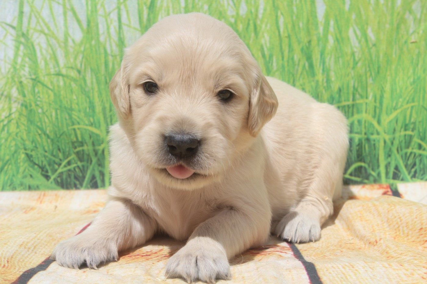 of caniland's dream - Chiots disponibles - Golden Retriever