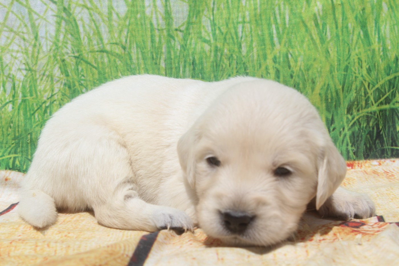 of caniland's dream - Chiots disponibles - Golden Retriever