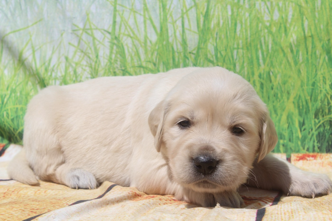 of caniland's dream - Chiots disponibles - Golden Retriever