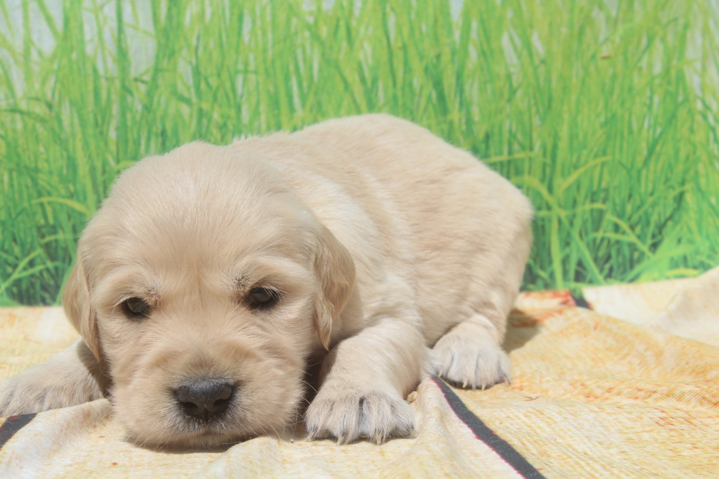 of caniland's dream - Chiots disponibles - Golden Retriever