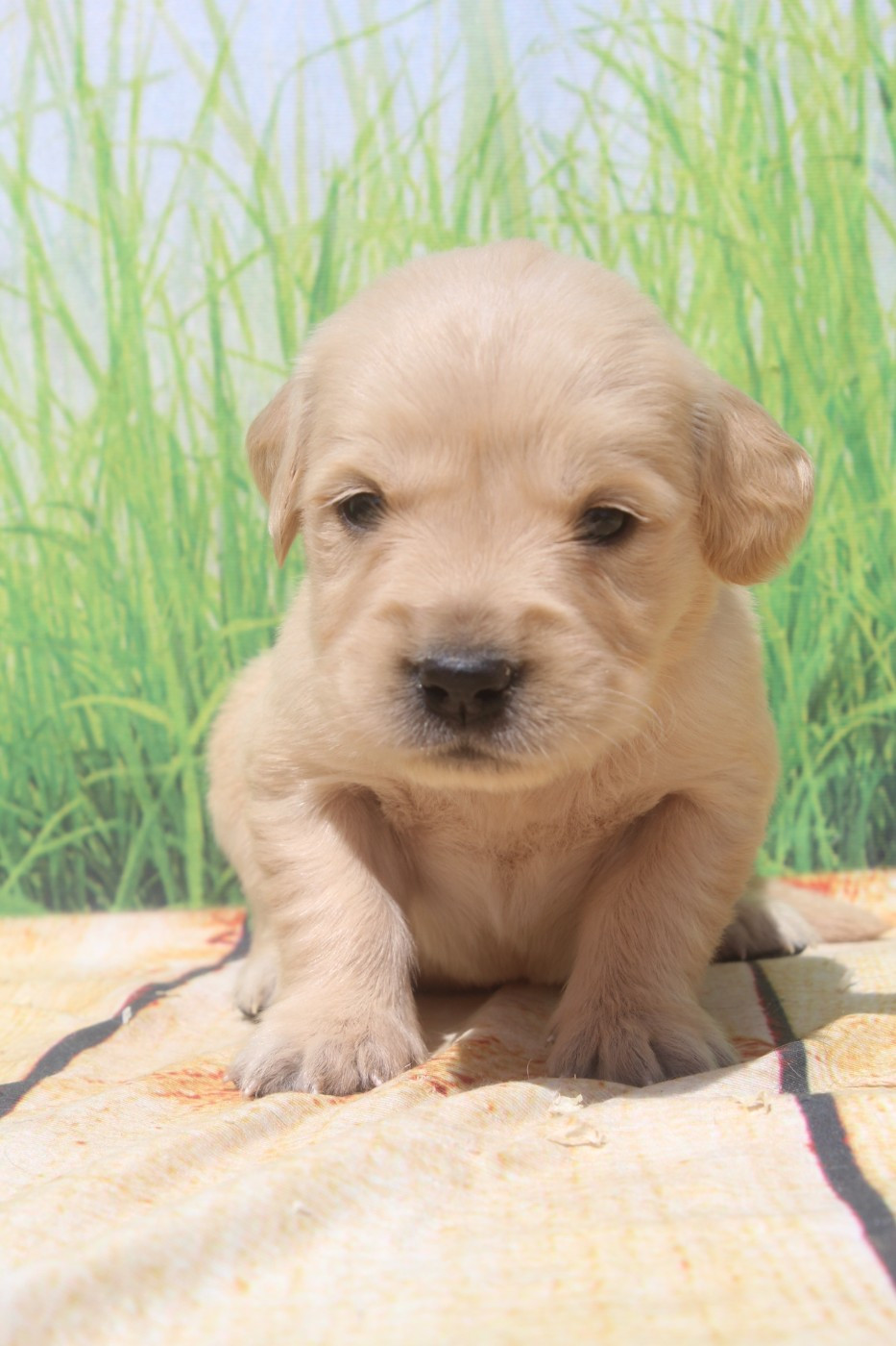 of caniland's dream - Chiots disponibles - Golden Retriever