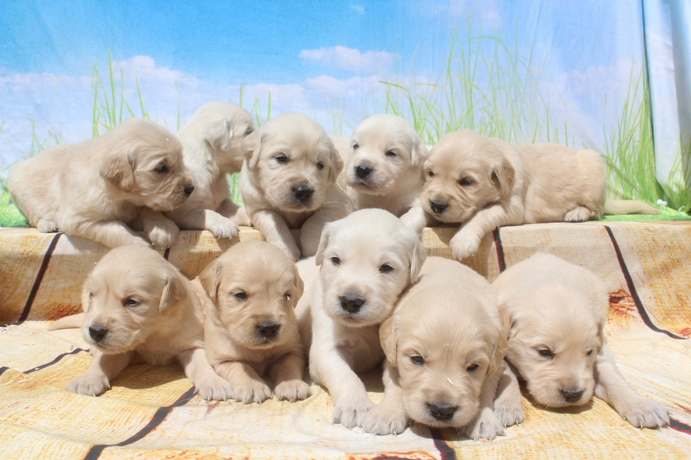 Chiot Golden Retriever of caniland's dream