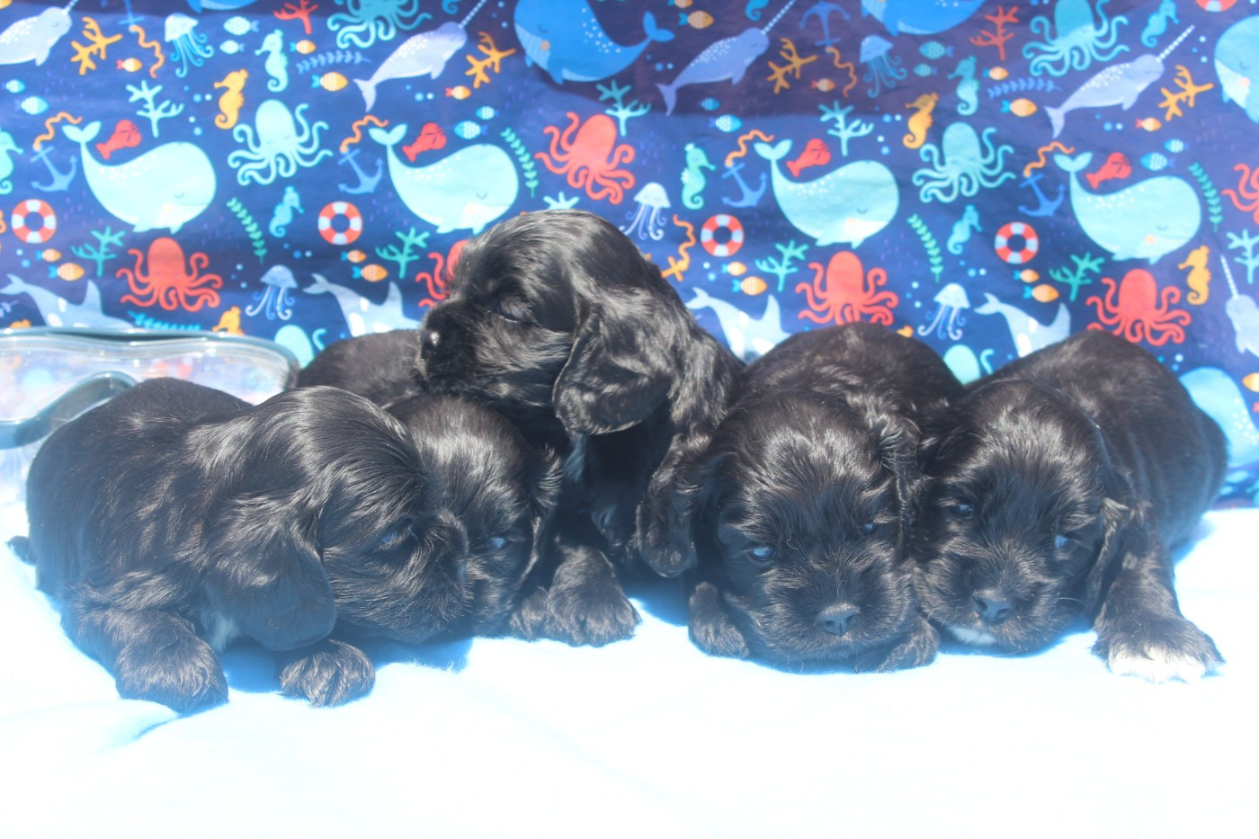 Chiot American Cocker Spaniel of caniland's dream