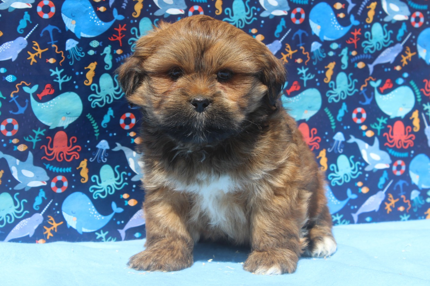 of caniland's dream - Chiots disponibles - Lhassa Apso