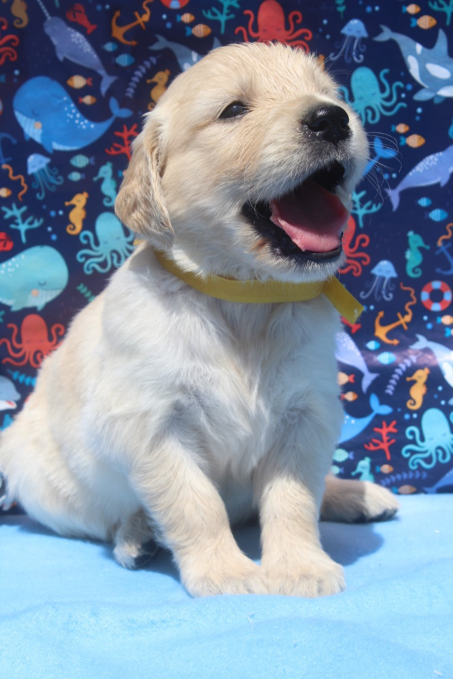 of caniland's dream - Chiots disponibles - Golden Retriever