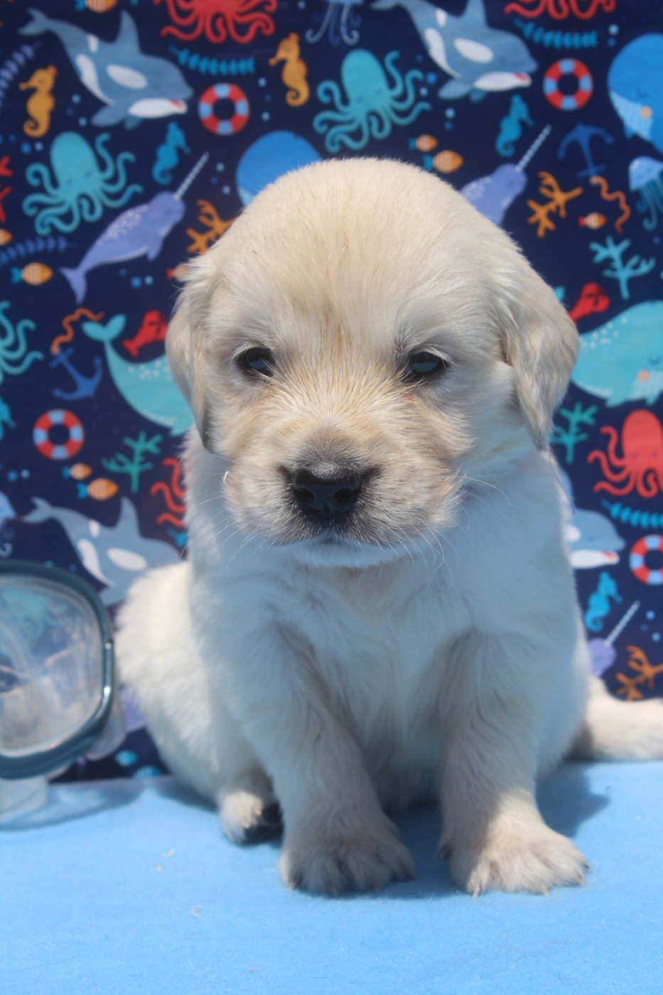 of caniland's dream - Chiots disponibles - Golden Retriever