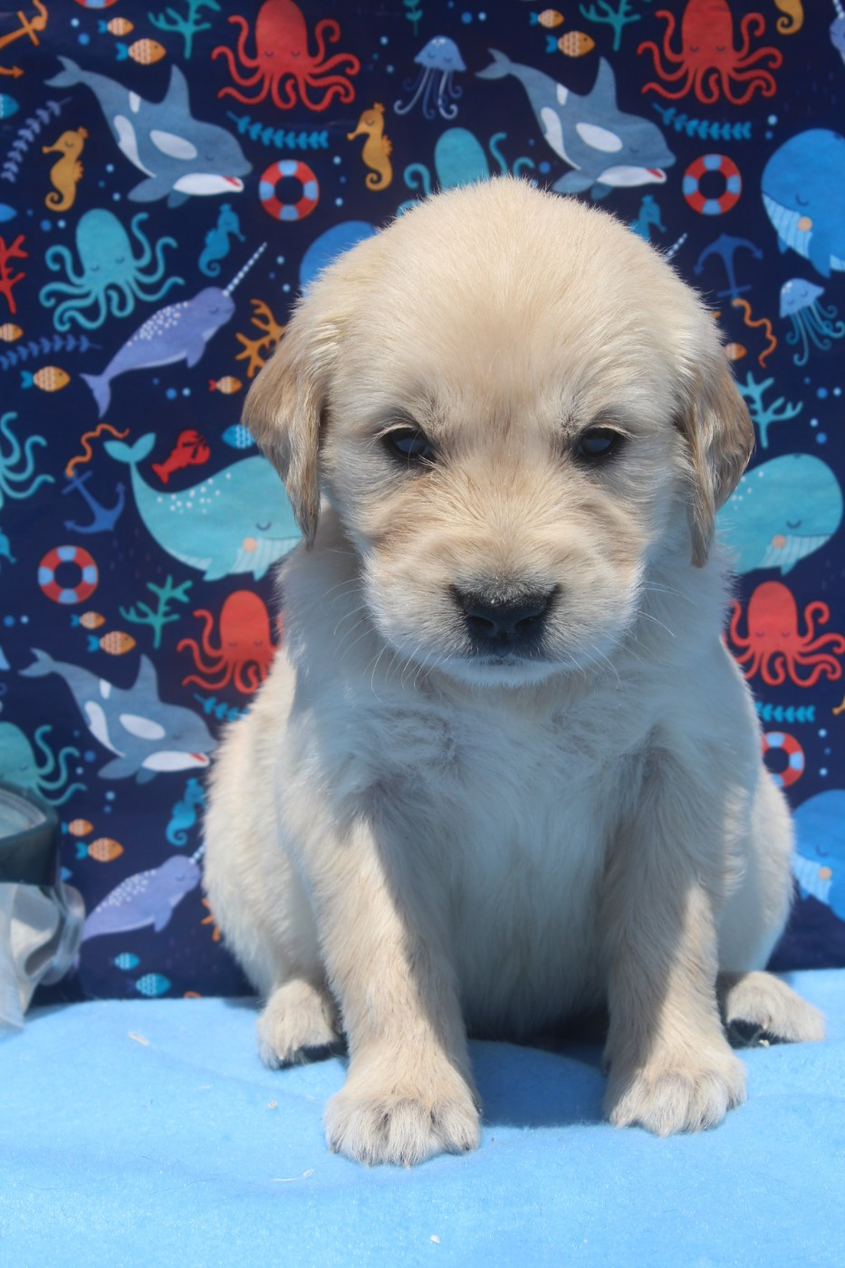 of caniland's dream - Chiots disponibles - Golden Retriever