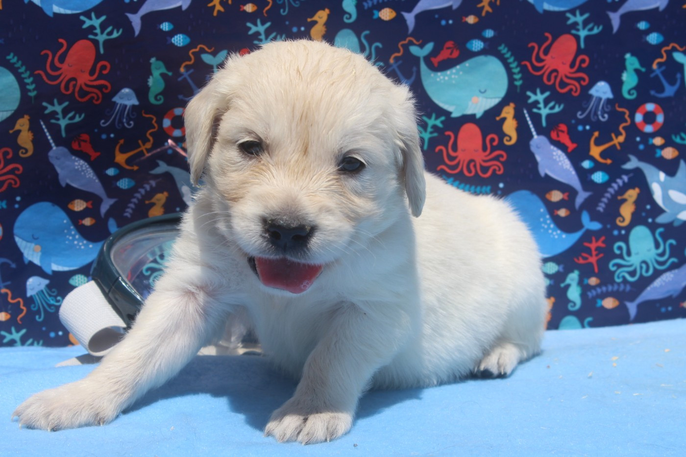 of caniland's dream - Chiots disponibles - Golden Retriever