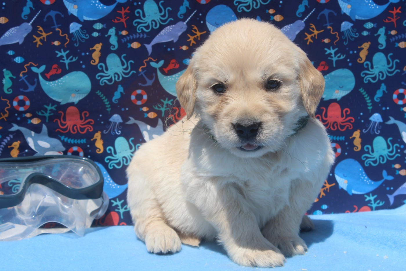 of caniland's dream - Chiots disponibles - Golden Retriever