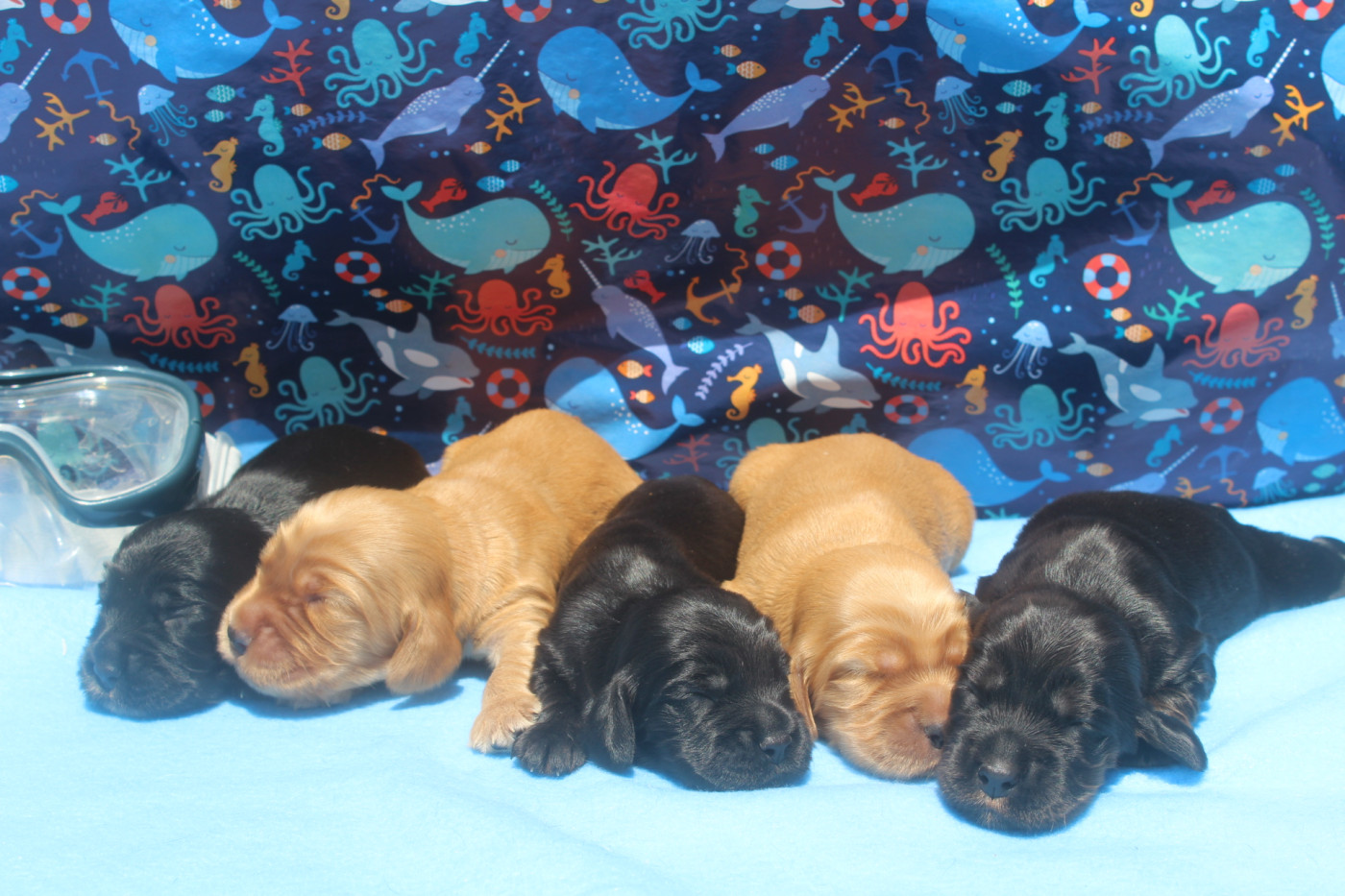 Chiot Cocker Spaniel Anglais of caniland's dream