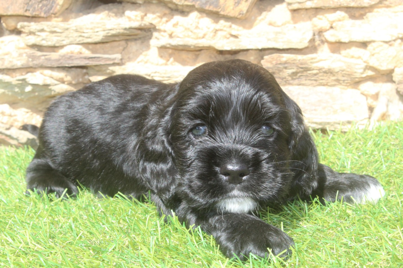 of caniland's dream - Chiots disponibles - American Cocker Spaniel