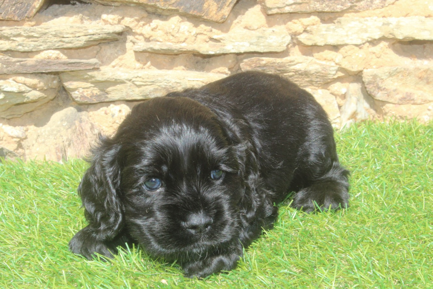 of caniland's dream - Chiots disponibles - American Cocker Spaniel