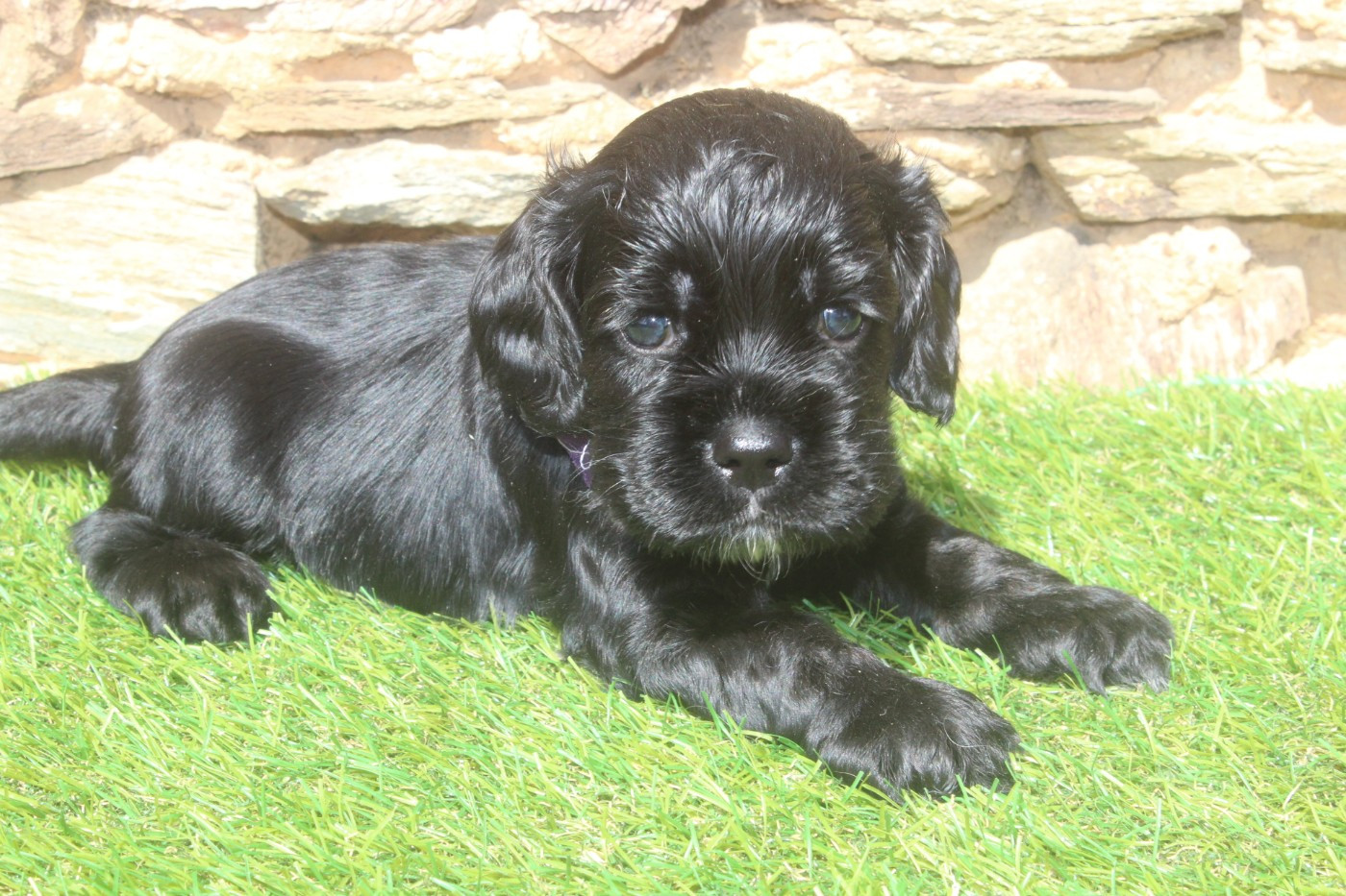 of caniland's dream - Chiots disponibles - American Cocker Spaniel